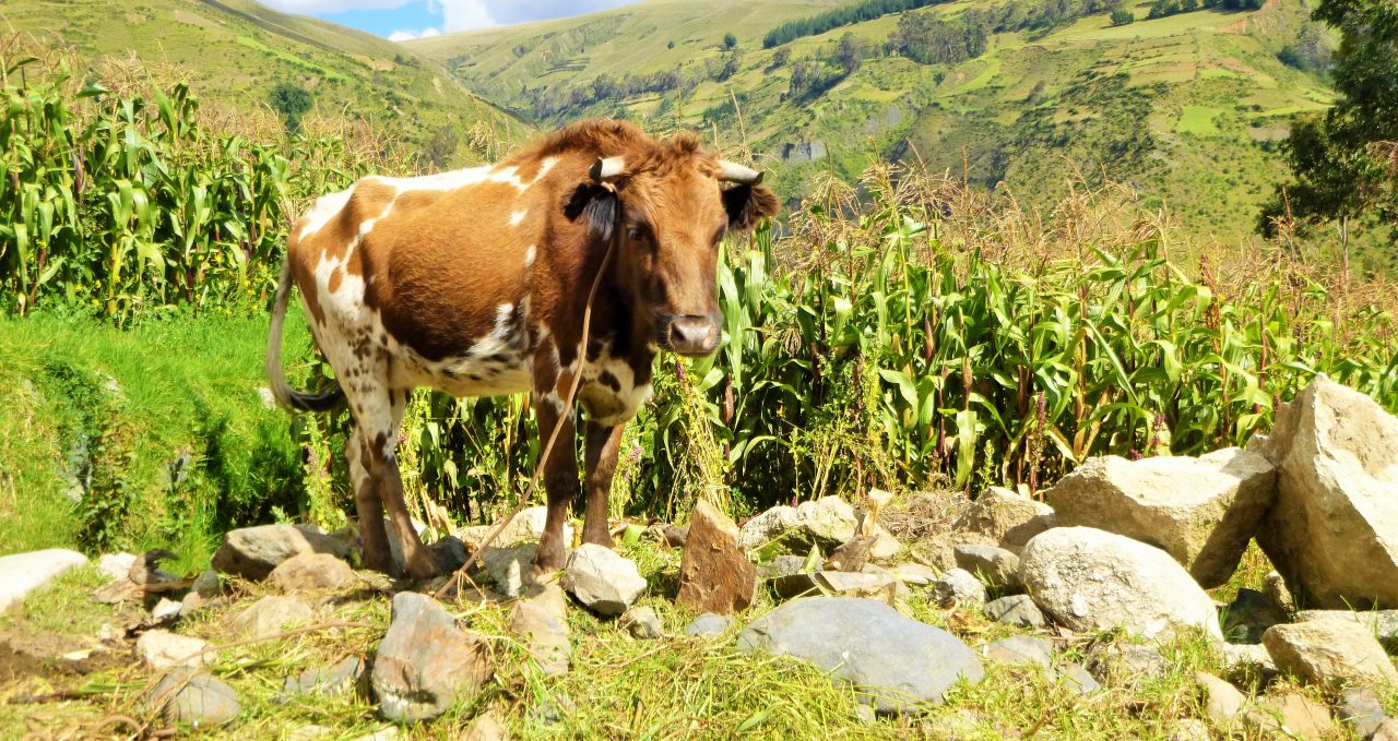 huaraz-cow-peru