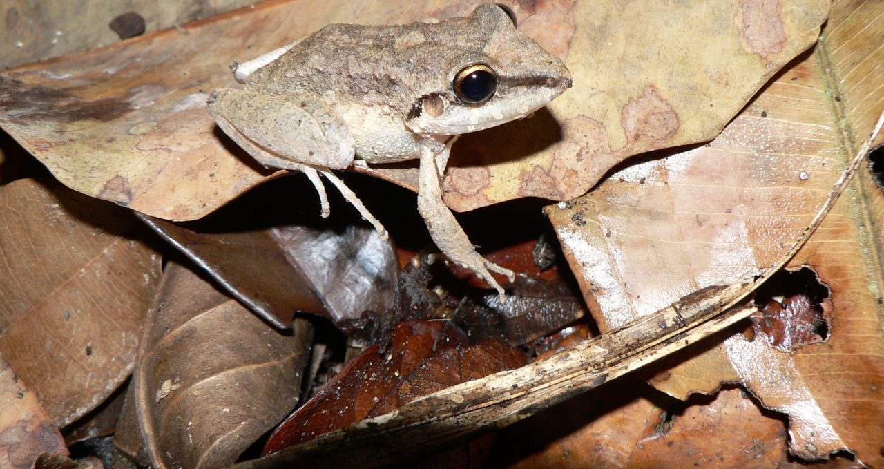 little-frog-amazon-peru