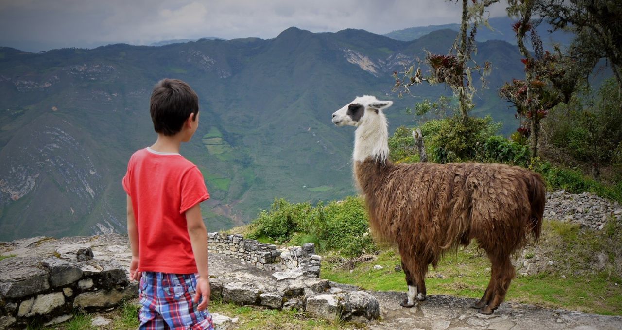 llama-family-holiday-kuelap-peru