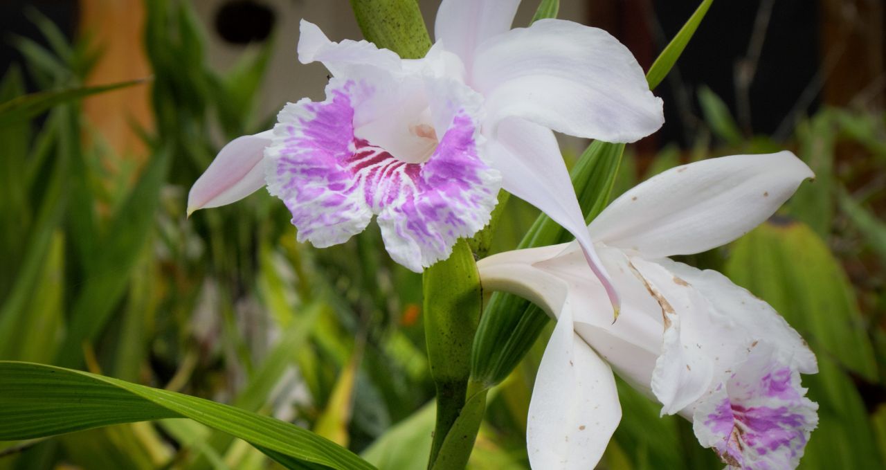 orchids-north-peru