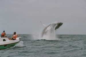 whale-watching-in-puerto-lopez-manta-coast