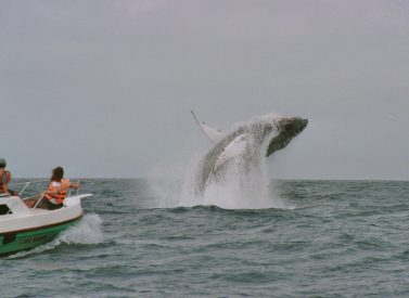 whale-watching-in-puerto-lopez-manta-coast