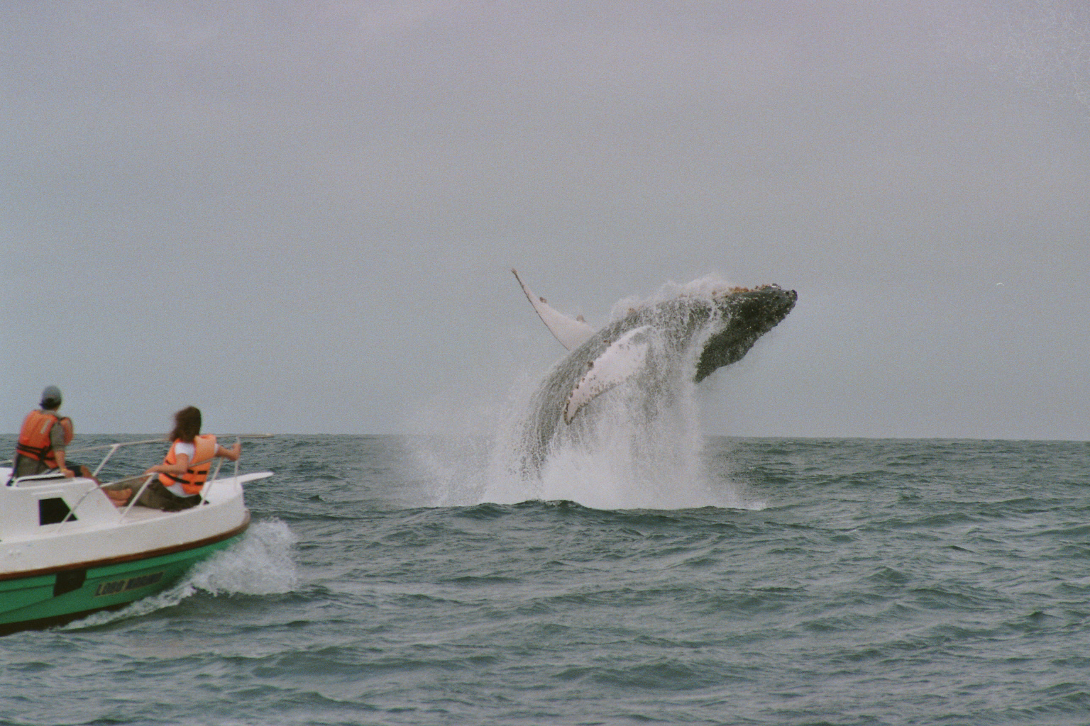 whale-watching-in-puerto-lopez-manta-coast