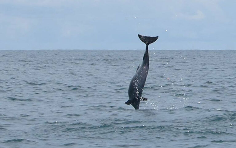 Humpback Whales Colombia