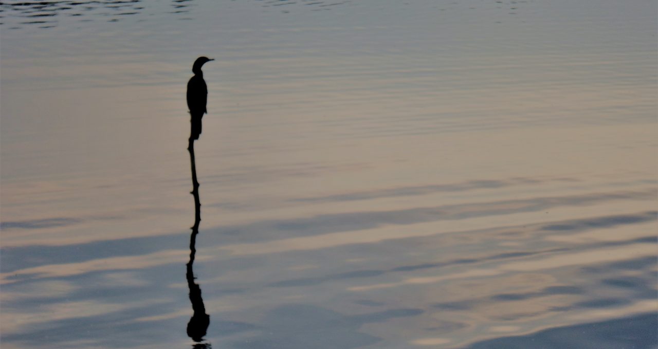 Cormorant on pole reflection, Posadas Amazonas, Peru
