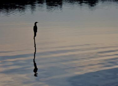 Cormorant on pole reflection, Posadas Amazonas, Peru