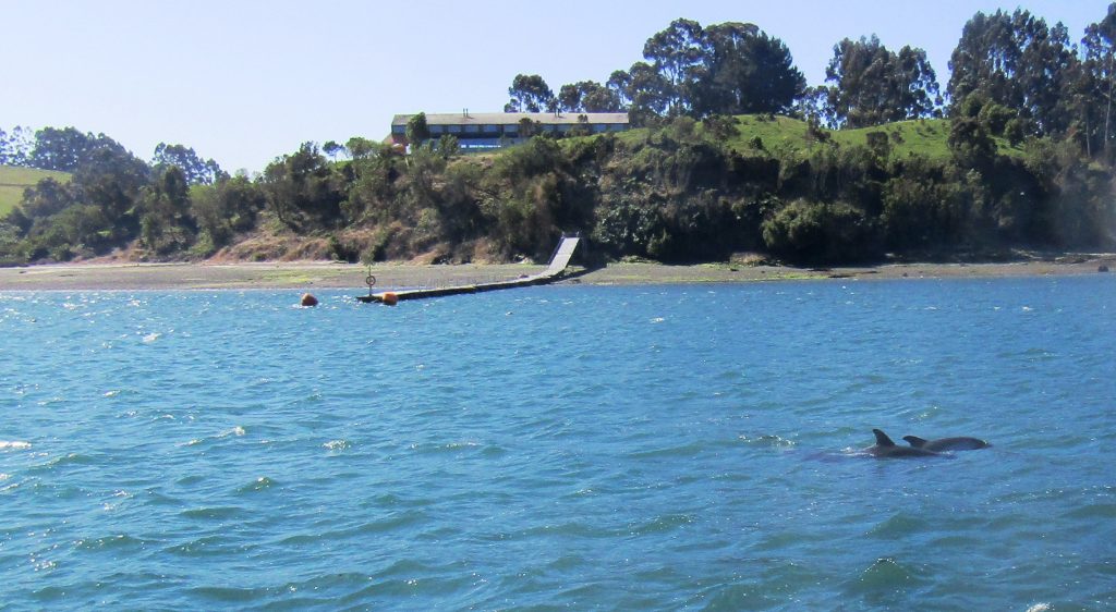 Dolphins in the bay infront of the hotel, Hotel Tierra Chiloe, Chile