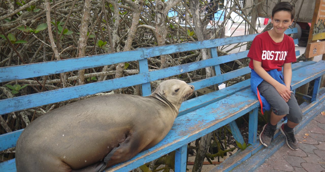 Sea Lion on bench Puerto Ayora Galapagos