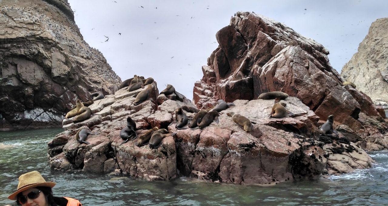 Sea lions Ballestas Peru