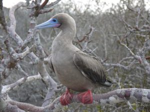 red footed booby in tree Galapagos