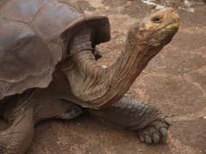 Santa Cruz tortoise Charles Darwin Centre