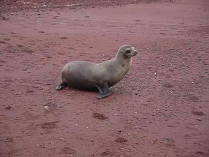 sea lion on red Galapagos beach