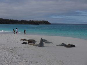 Swimming with sea lions Espanola Galapagos
