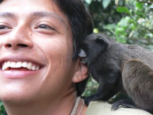 Capucchin monkey nibbling guide's ear, Sani Lodge, Ecuador