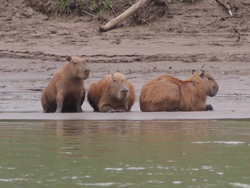 Capybara-on-riverbank-Tambopata-Amazon-Peru