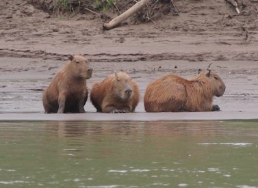 Capybara-on-riverbank-Tambopata-Amazon-Peru