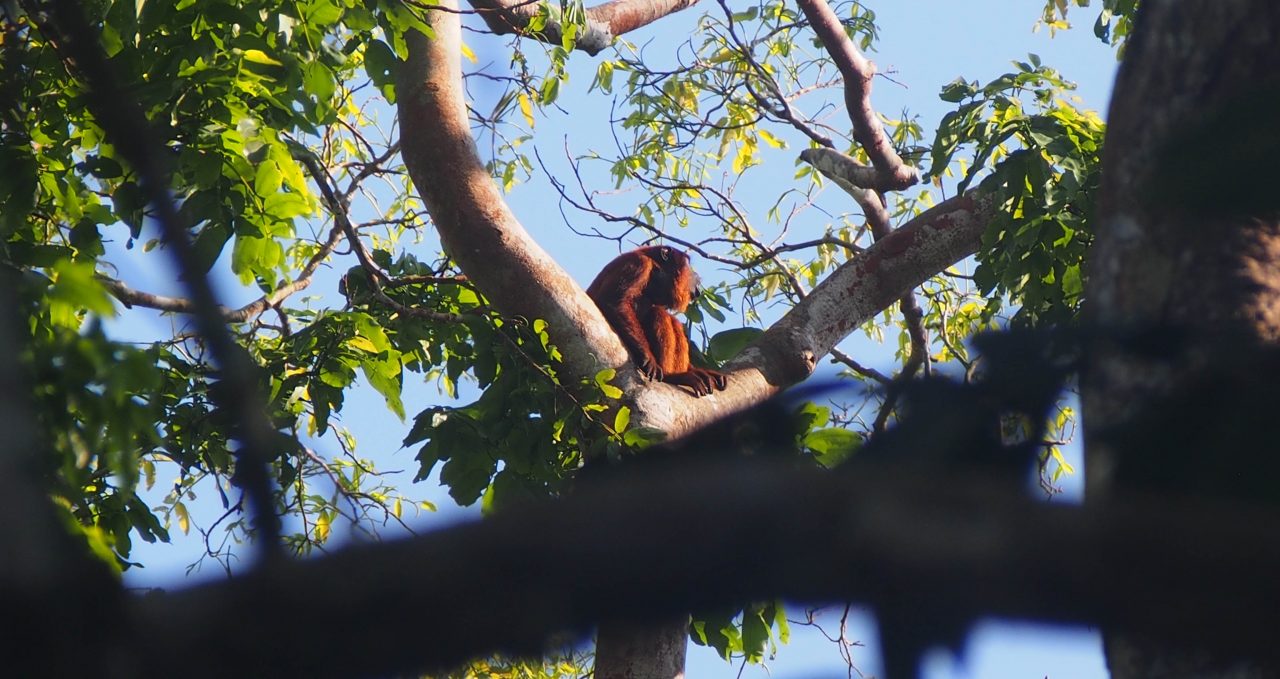 Howler-monkey-in-tree-and-sun-Amazon-Peru