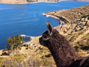 Lake-Titicaca-llama-and-view-Bolivia