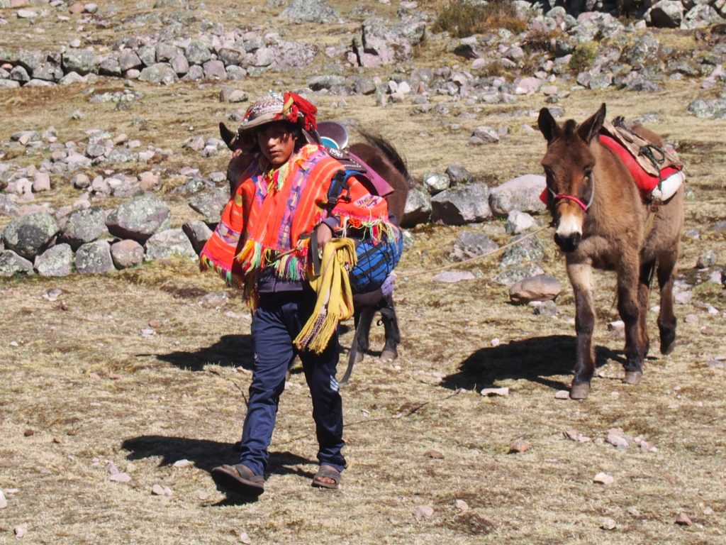Lares-boy-in-poncho-with-mules-Peru.