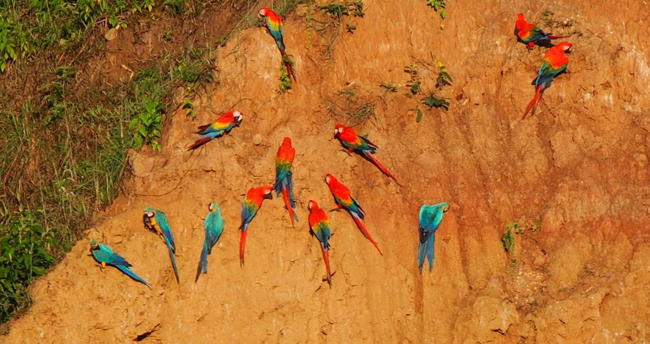 Macaw-clay-lick-Tambopata-Amazon-Peru