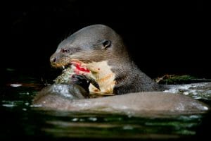 Otter attraper et manger du poisson, Napo, Equateur