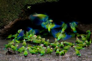 Parrots flying and eating at clay lick, Napo, Ecuador