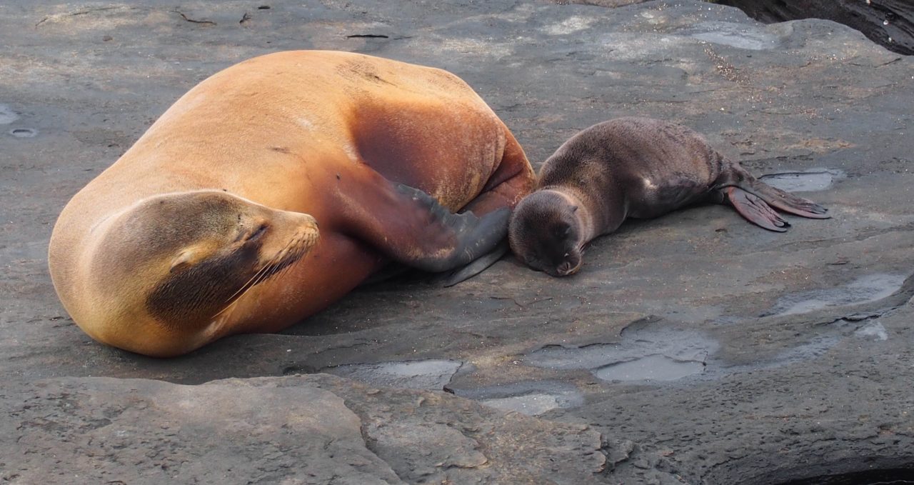 Sea-lion-mother-and-pup-on-lava-Galapagos