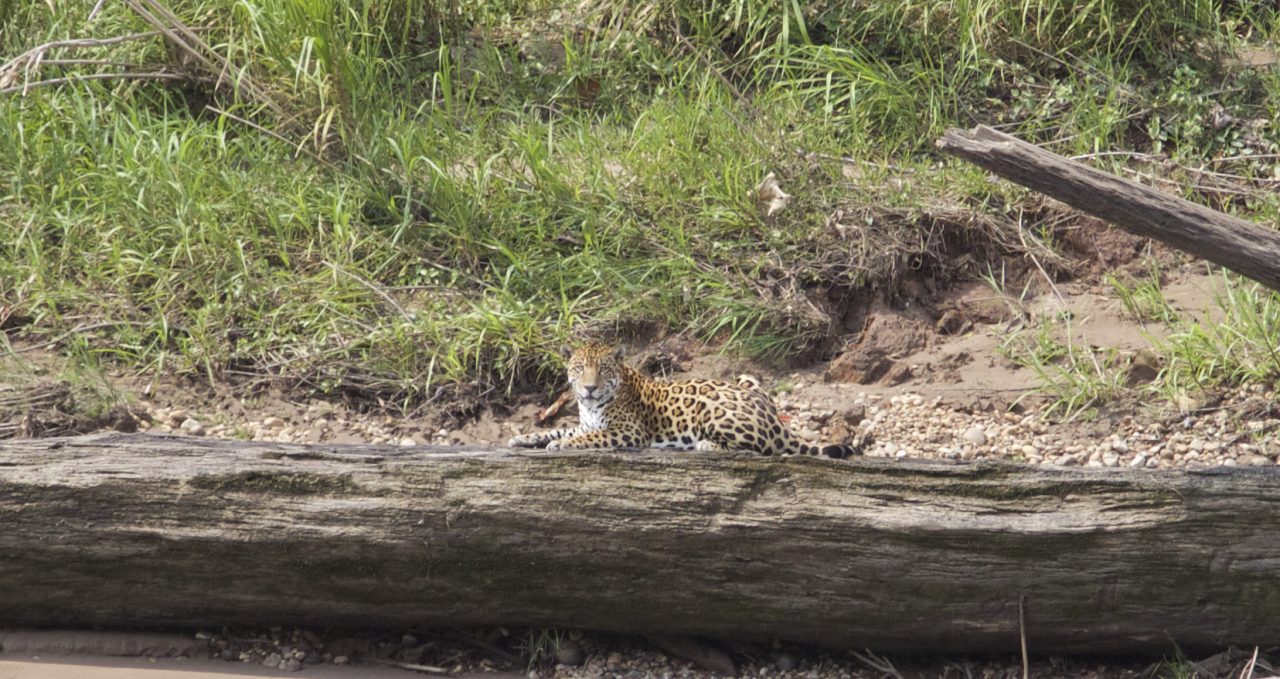 Tambopata Research Centre Jaguar on log, Peru