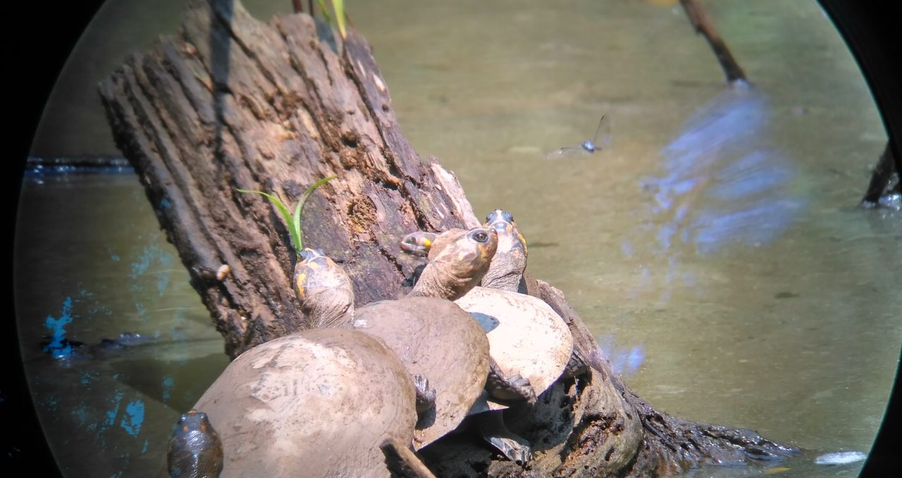 Tambopata Research Centre turtles on stick, Fishponds, Peru
