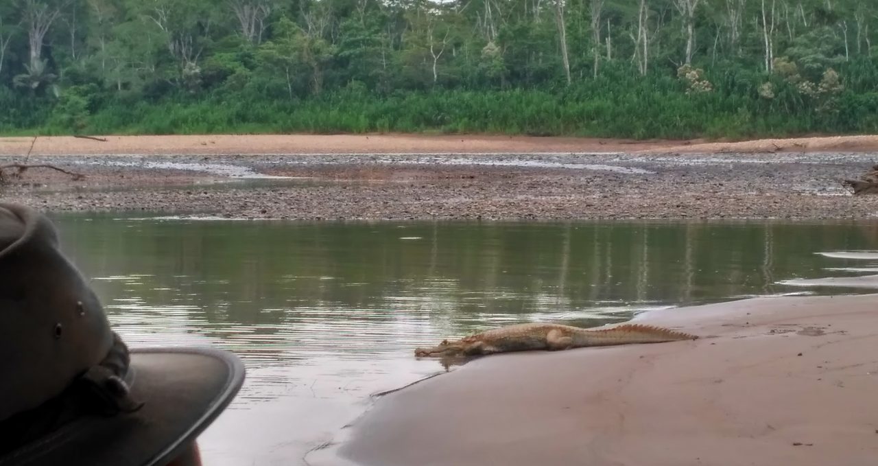 Tambopata Research Centre black caiman heading into water, Peru