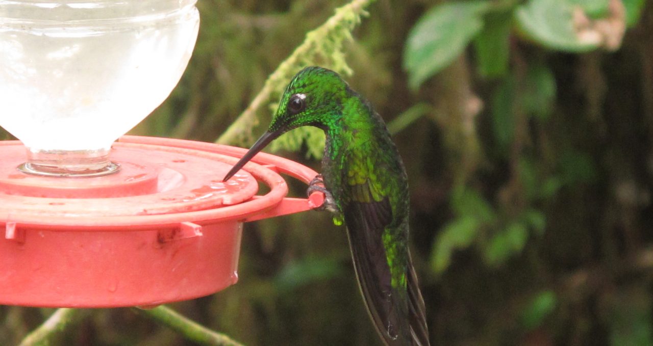 Humming bird closeup with feeder, Santa Lucia, Ecuador