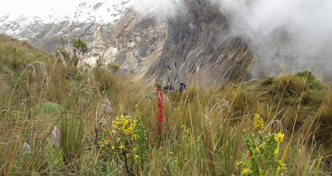 Abraspungo-trek-and-flowers-Ecuador