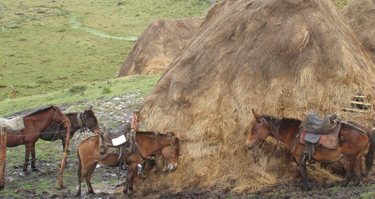 Mules, El Altar, Ecuador