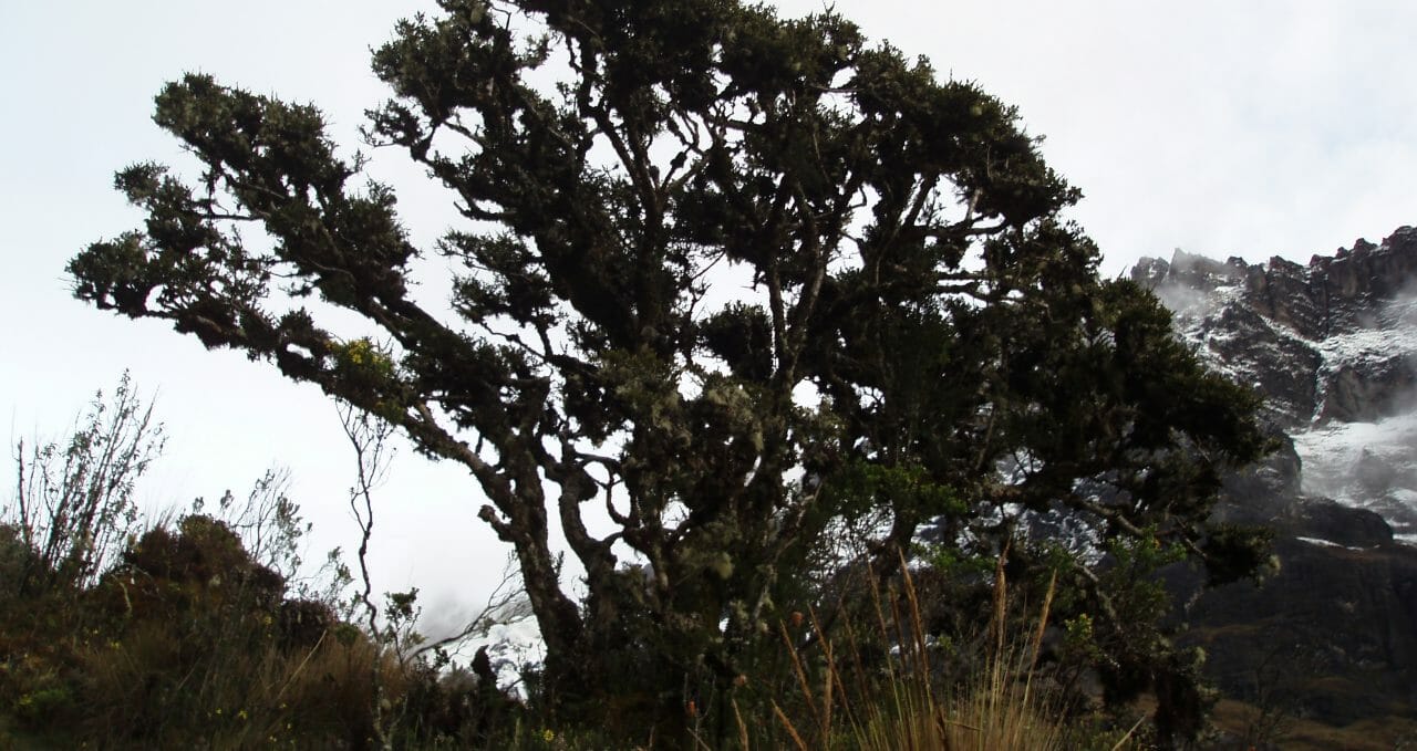 El Altar, tree, Ecuador