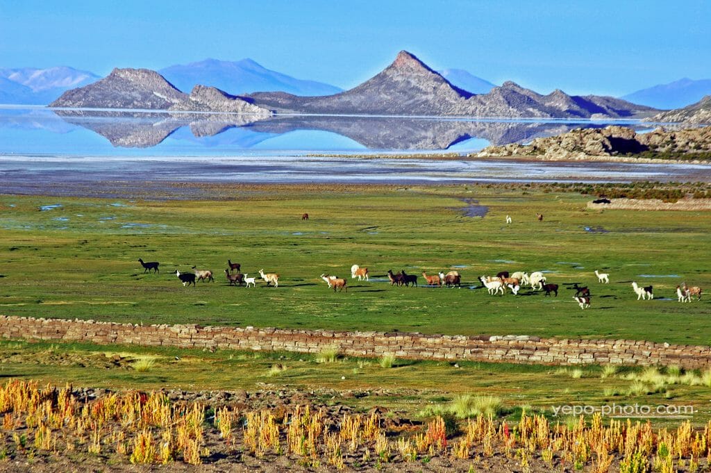 El Salar de Uyuni llamas and lakes Bolivia
