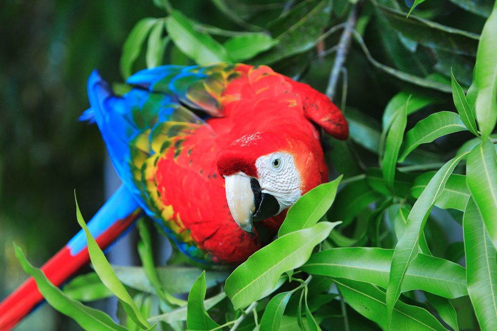 Macaw at Heath River Wildlife Centre, Peru