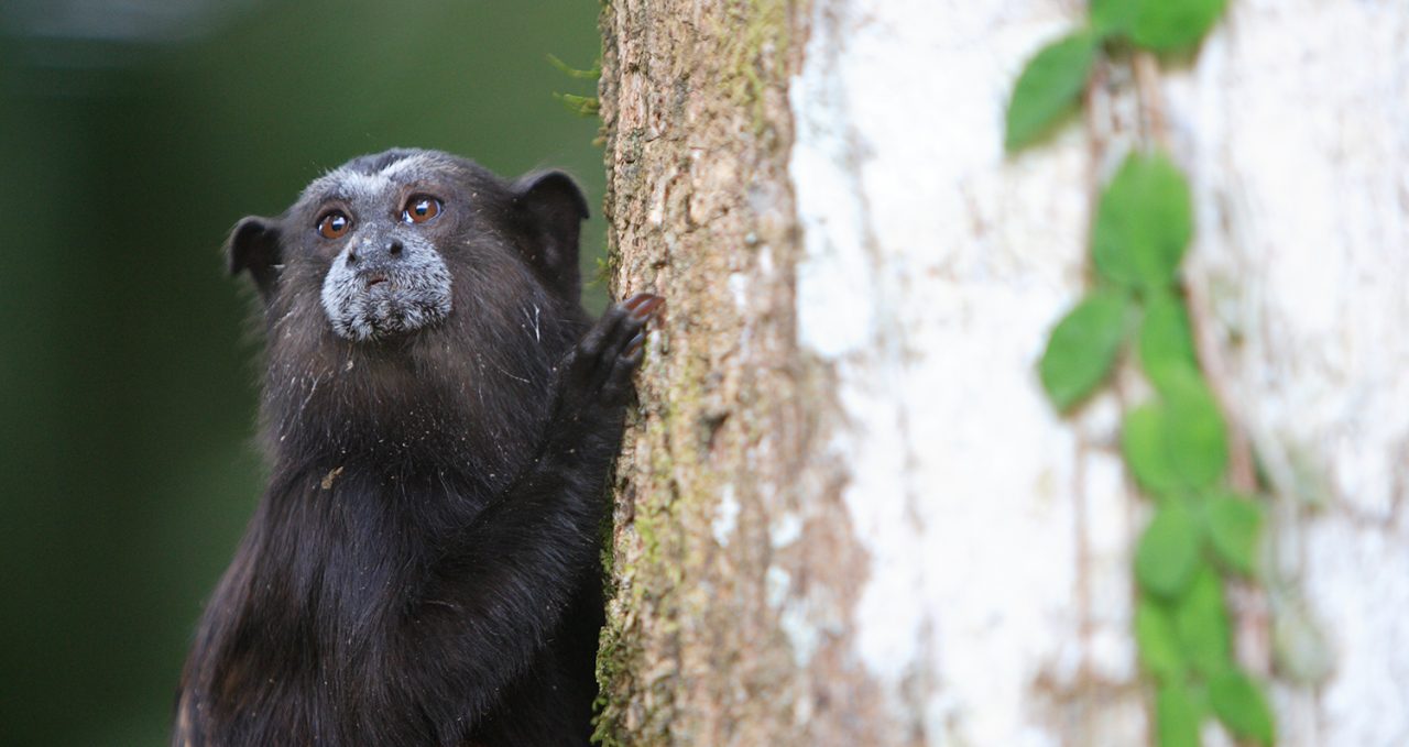 Tamarin monkey, Heath River Wildlife Centre, Peru