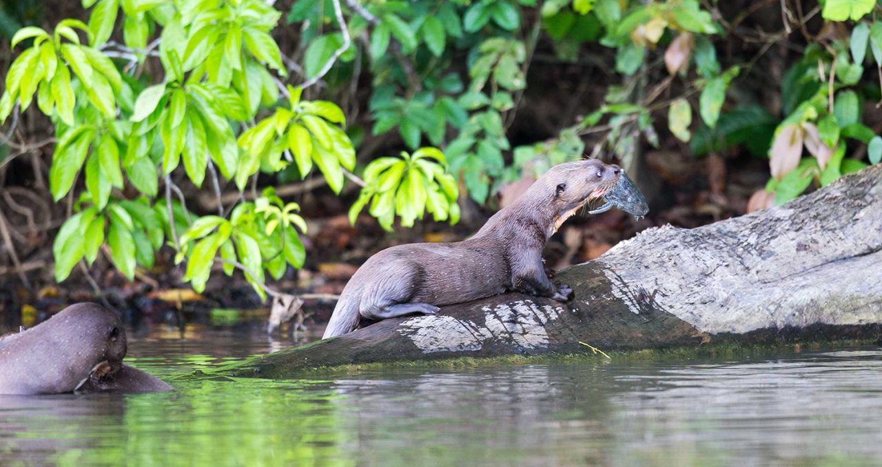 Giant otter at Heath River Wildlife Centre, Peru