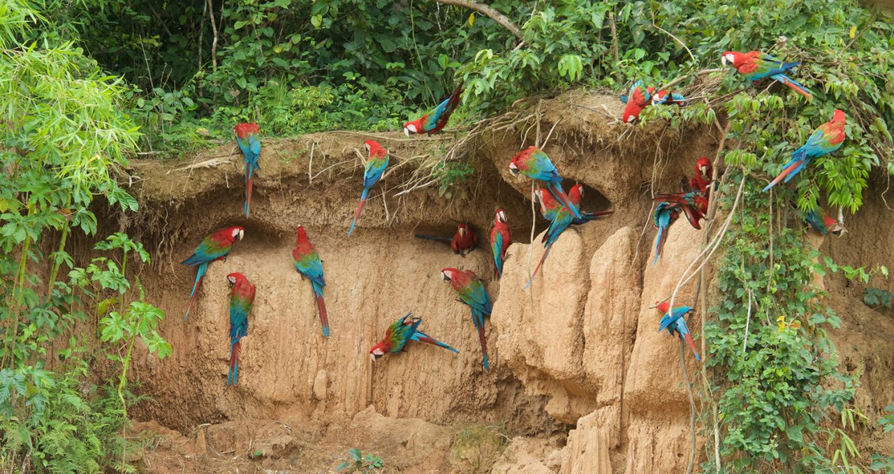 Macaw lick, Heath River Wildlife Centre, Peru