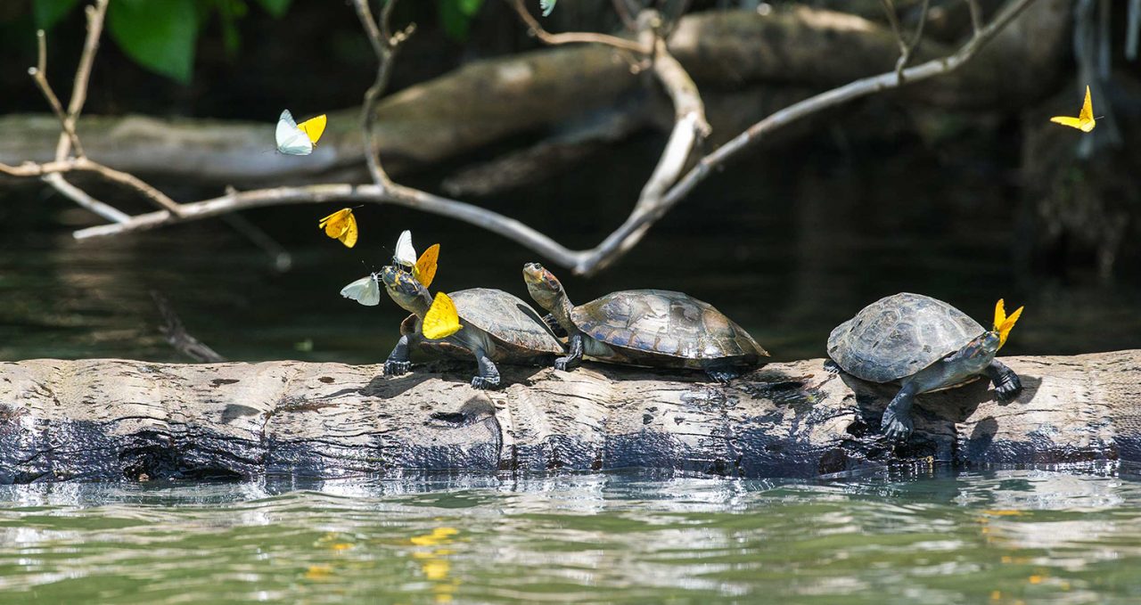 Heath River turtles and butterflies, Peru