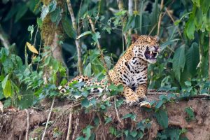 Rugissement de jaguar, atelier photo Amazon, Pérou