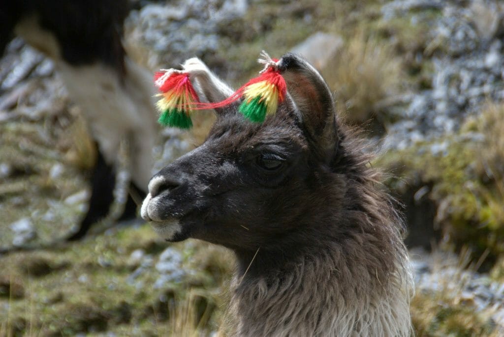 Llama with headdress in Condoriri Bolivia