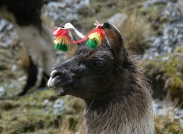 Llama with headdress in Condoriri Bolivia