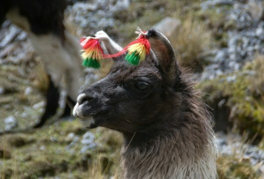 Llama with headdress in Condoriri Bolivia