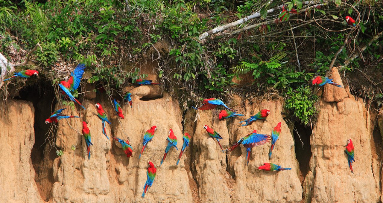 Macaw clay lick, Manu Wildlife Centre, Peru