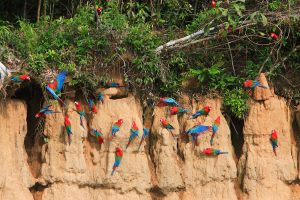 Macaw clay lick, Manu Wildlife Centre, Peru