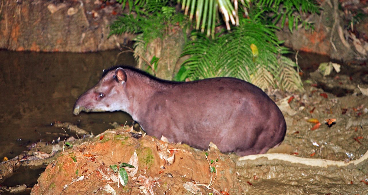 Tapir, Manu Wildlife Centre, Peru