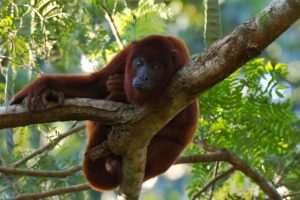 singe hurleur, atelier photo Amazon, Pérou