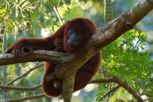 howler monkey, Amazon photo workshop, Peru