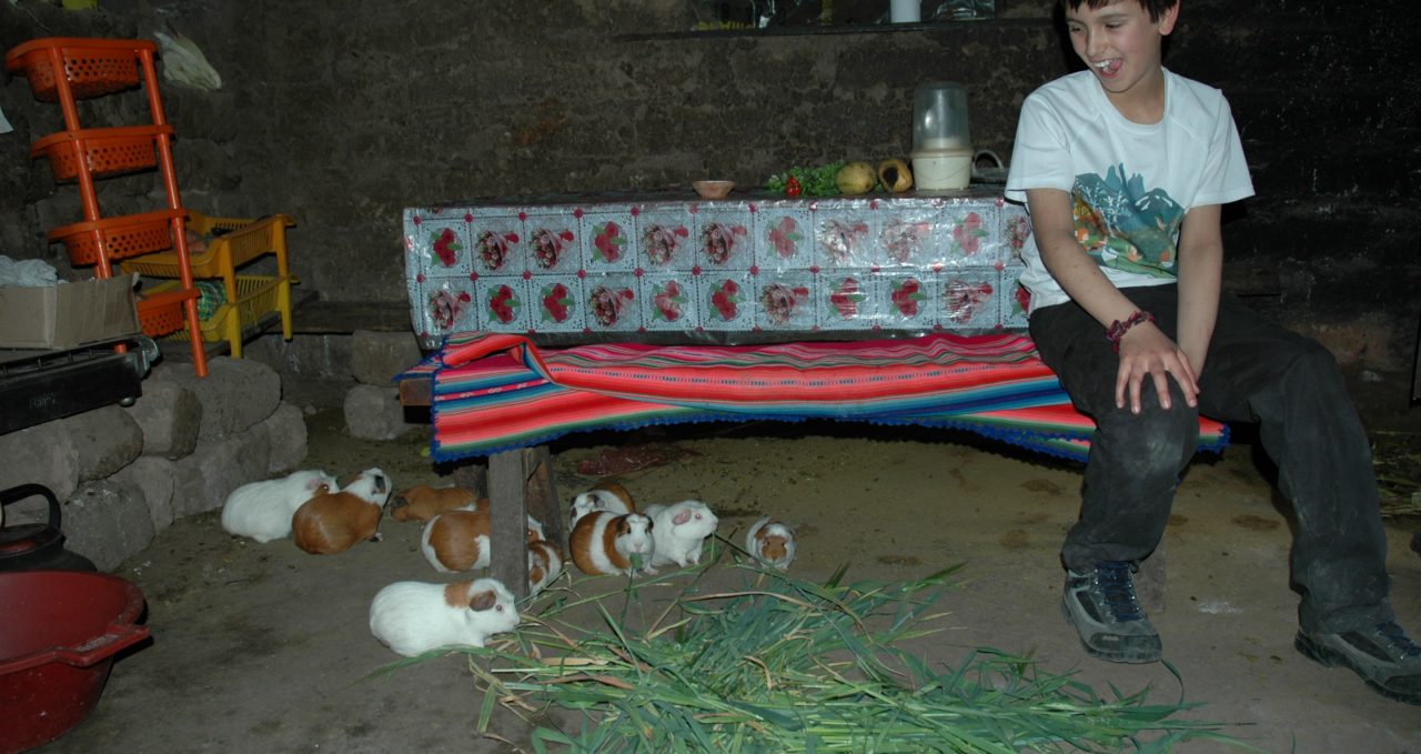 eeding guinea pigs local farm Sacred valley Peru